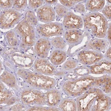 Anti-NTN4 antibody produced in rabbit, 1 X 100 µL (HPA049832-100UL)