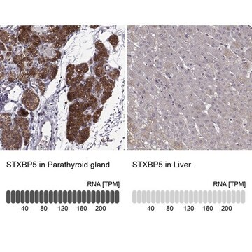 Anti-STXBP5 antibody produced in rabbit, 100 µL (HPA049727-100UL)