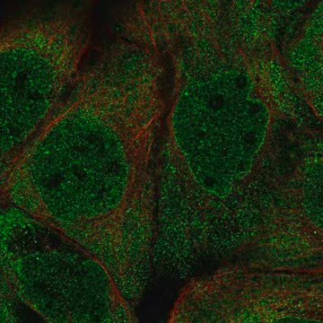 Anti-PUM2 antibody produced in rabbit, 100 µL (HPA049670-100UL)