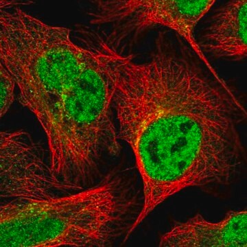 Anti-GOSR2 antibody produced in rabbit, 100 µL (HPA048956-100UL)