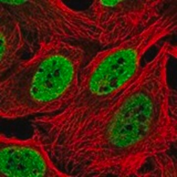 Anti-INO80 antibody produced in rabbit, 1 X 100 µL (HPA048601-100UL)