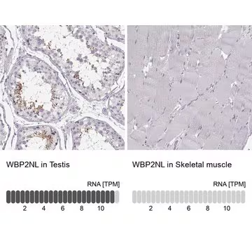 Anti-WBP2NL antibody produced in rabbit, 1 X 100 µL (HPA048557-100UL)