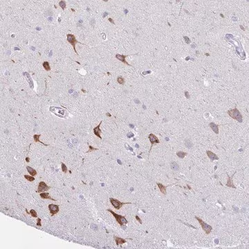 Anti-AGO3 antibody produced in rabbit, 1 X 100 µL (HPA048342-100UL)