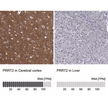 Anti-PRRT2 antibody produced in rabbit, 1 X 100 µL (HPA048045-100UL)