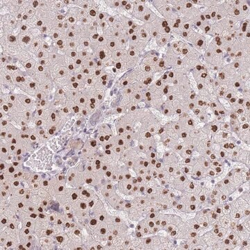 Anti-ZNF439 antibody produced in rabbit, 1 X 100 µL (HPA047845-100UL)