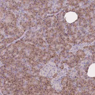Anti-FRG2 antibody produced in rabbit, 100 µL (HPA047769-100UL)