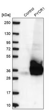 Anti-PYCR1 antibody produced in rabbit, 1 X 100 µL (HPA047660-100UL)