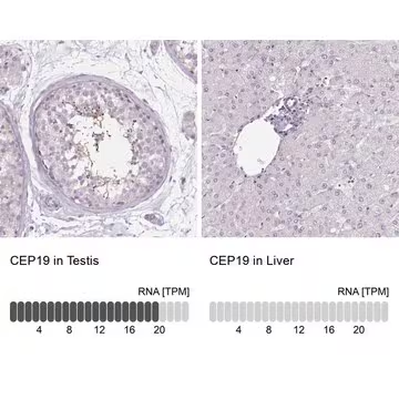 Anti-CEP19 antibody produced in rabbit, 1 X 100 µL (HPA047614-100UL)