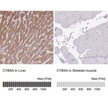 Anti-CYB5A antibody produced in rabbit, 100 µL (HPA047548-100UL)