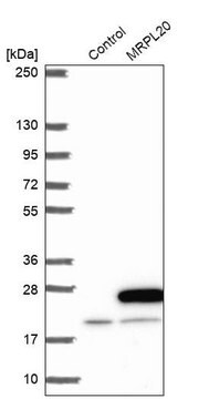 Anti-MRPL20 antibody produced in rabbit, 1 X 100 µL (HPA047074-100UL)