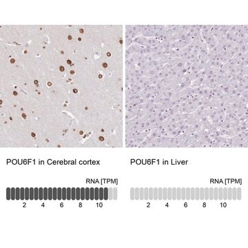 Anti-POU6F1 antibody produced in rabbit, 1 X 100 µL (HPA047021-100UL)