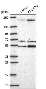 Anti-EFCAB3 antibody produced in rabbit, 100 µL (HPA046862-100UL)