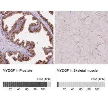 Anti-MYDGF antibody produced in rabbit, 1 X 100 µL (HPA046744-100UL)