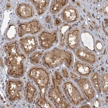 Anti-PSMG2 antibody produced in rabbit, 1 X 100 µL (HPA046741-100UL)