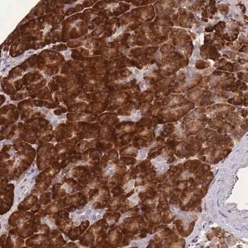 Anti-FAM153B antibody produced in rabbit, 100 µL (HPA046691-100UL)