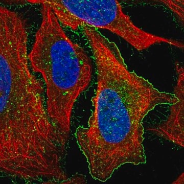 Anti-GPRC5A antibody produced in rabbit, 100 µL (HPA046526-100UL)
