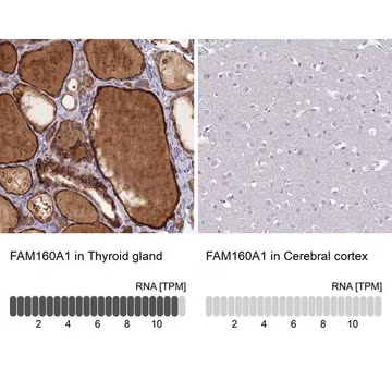 Anti-FAM160A1 antibody produced in rabbit, 1 X 100 µL (HPA046348-100UL)