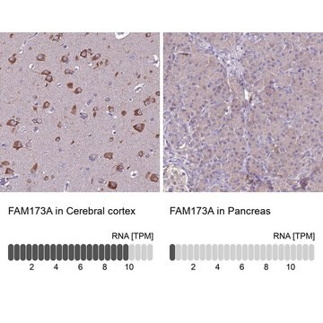 Anti-FAM173A antibody produced in rabbit, 1 X 100 µL (HPA046262-100UL)