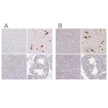 Anti-PMCH antibody produced in rabbit, 1 X 100 µL (HPA046055-100UL)