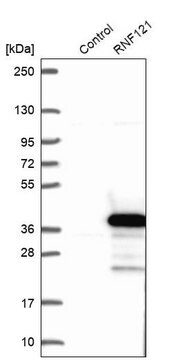 Anti-RNF121 antibody produced in rabbit, 1 X 100 µL (HPA046041-100UL)