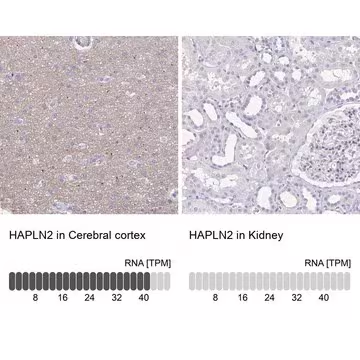 Anti-HAPLN2 antibody produced in rabbit, 1 X 100 µL (HPA045765-100UL)