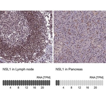 Anti-NSL1 antibody produced in rabbit, 1 X 100 µL (HPA045761-100UL)