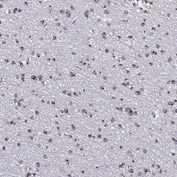 Anti-BORCS8 antibody produced in rabbit, 1 X 100 µL (HPA045700-100UL)