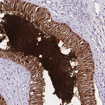 Anti-DEFB106B antibody produced in rabbit, 100 µL (HPA045592-100UL)