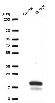Anti-C6orf226 antibody produced in rabbit, 1 X 100 µL (HPA045350-100UL)