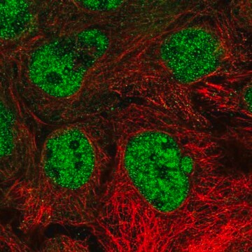 Anti-NR6A1 antibody produced in rabbit, 100 µL (HPA045145-100UL)