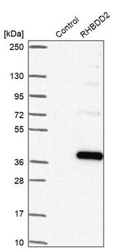 Anti-RHBDD2 antibody produced in rabbit, 1 X 100 µL (HPA045074-100UL)