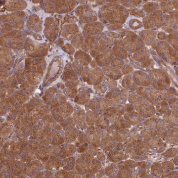 Anti-DCTN3 antibody produced in rabbit, 1 X 100 µL (HPA044905-100UL)
