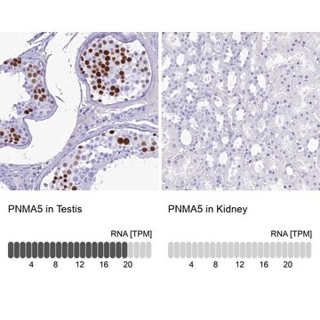 Anti-PNMA5 antibody produced in rabbit, 1 X 100 µL (HPA044690-100UL)