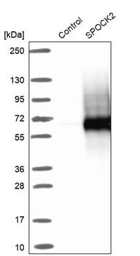 Anti-SPOCK2 antibody produced in rabbit, 1 X 100 µL (HPA044605-100UL)