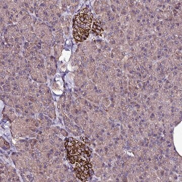 Anti-ZNF329 antibody produced in rabbit, 1 X 100 µL (HPA044373-100UL)