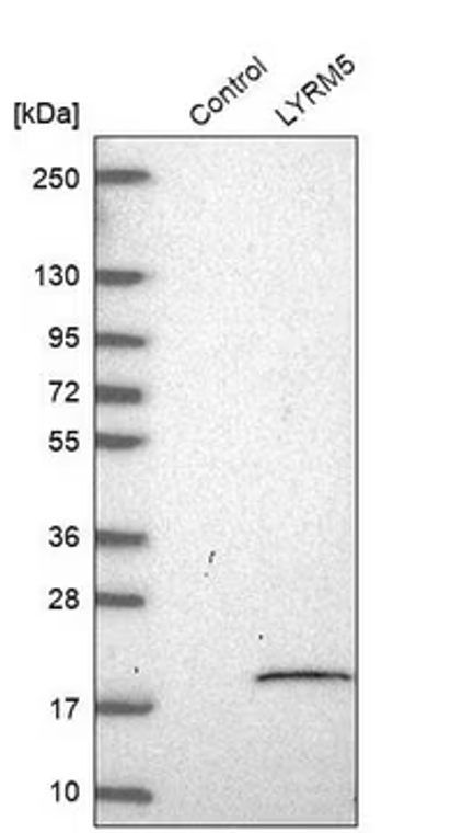 Anti-ETFRF1 antibody produced in rabbit, 1 X 100 µL (HPA044255-100UL)