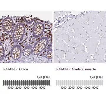 Anti-JCHAIN antibody produced in rabbit, 100 µL (HPA044132-100UL)