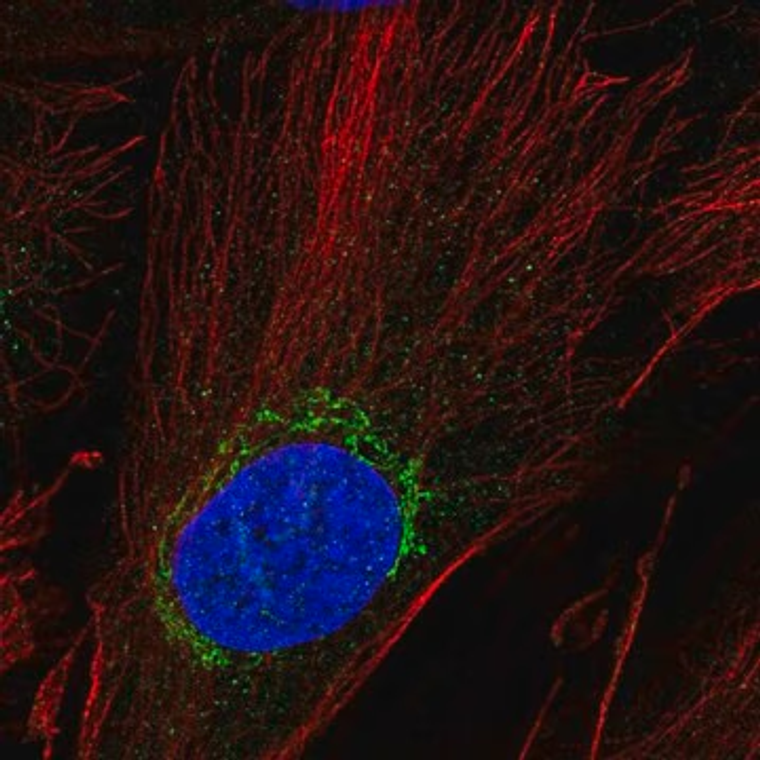 Anti-ADAMTSL5 antibody produced in rabbit, 1 X 100 µL (HPA044050-100UL)