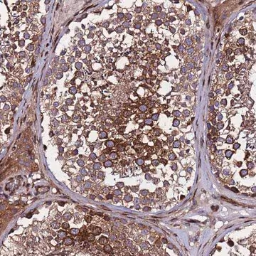 Anti-WWC2 antibody produced in rabbit, 1 X 100 µL (HPA044005-100UL)