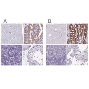 Anti-PLCB3 antibody produced in rabbit, 1 X 100 µL (HPA043907-100UL)