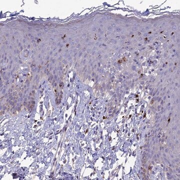 Anti-PCED1B antibody produced in rabbit, 1 X 100 µL (HPA043901-100UL)