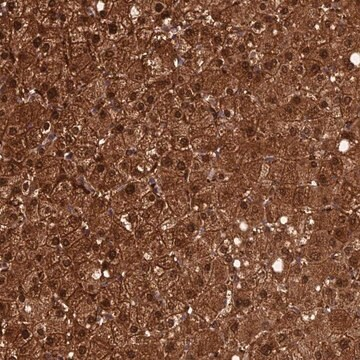 Anti-CRTC3 antibody produced in rabbit, 1 X 100 µL (HPA043735-100UL)