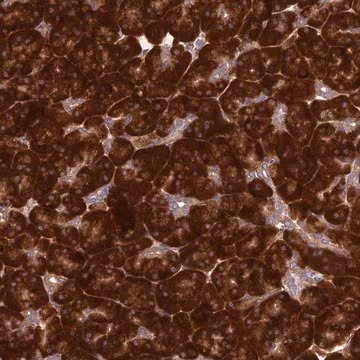 Anti-RPL17 antibody produced in rabbit, 1 X 100 µL (HPA043724-100UL)