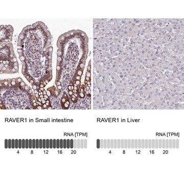 Anti-RAVER1 antibody produced in rabbit, 1 X 100 µL (HPA043575-100UL)