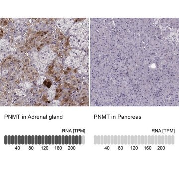 Anti-PNMT antibody produced in rabbit, 1 X 100 µL (HPA043412-100UL)