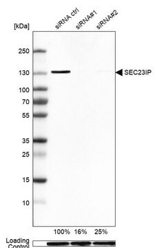 Anti-SEC23IP antibody produced in rabbit, 100 µL (HPA043305-100UL)