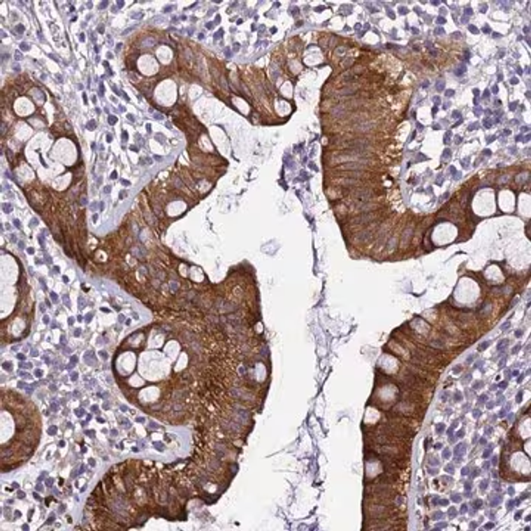 Anti-ZNF587 antibody produced in rabbit, 1 X 100 µL (HPA043288-100UL)