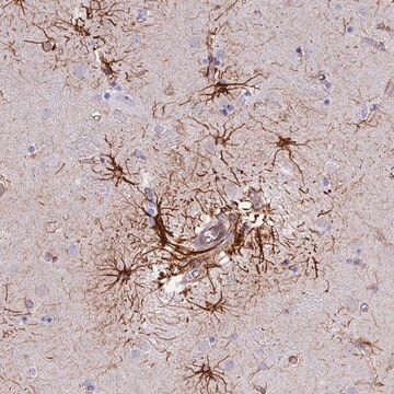 Anti-R3HDM4 antibody produced in rabbit, 100 µL (HPA043025-100UL)