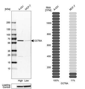 Anti-CCT6A antibody produced in rabbit, 100 µL (HPA042996-100UL)