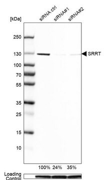 Anti-SRRT antibody produced in rabbit, 1 X 100 µL (HPA042858-100UL)
